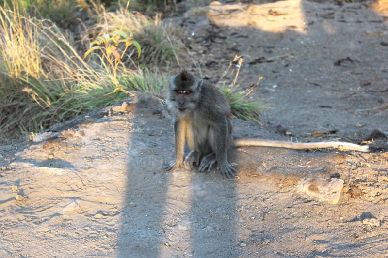 Monkey at the top of Mount Batur