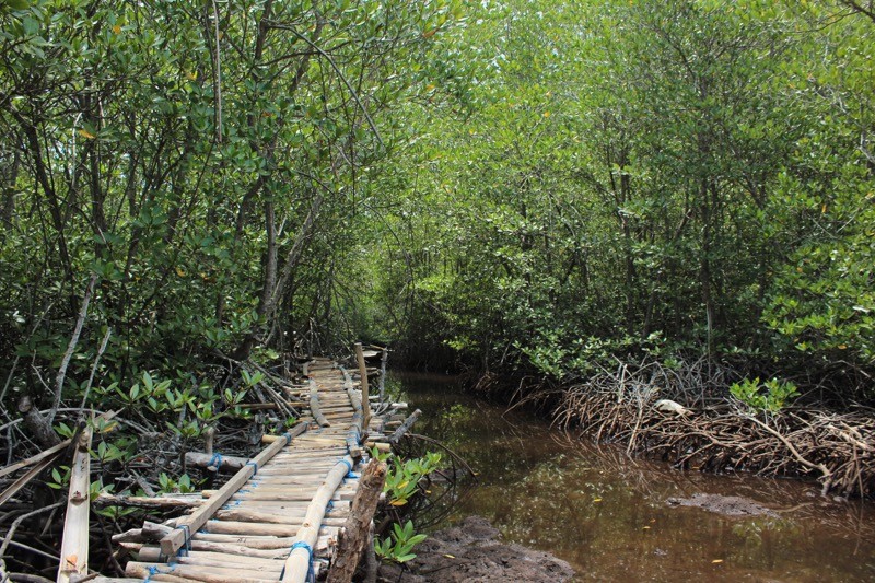 Mangrove forest in the northen part of Nusa Lembongan island
