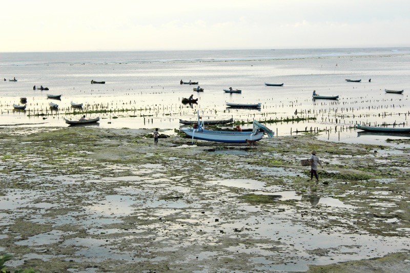 Seaweed farmers and sunset