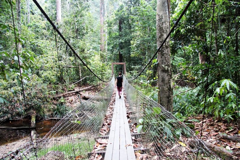 Bridge in the jungle