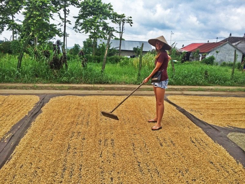drying coffee beans