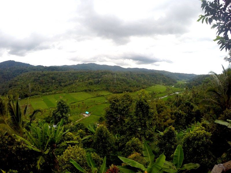 Rice fields