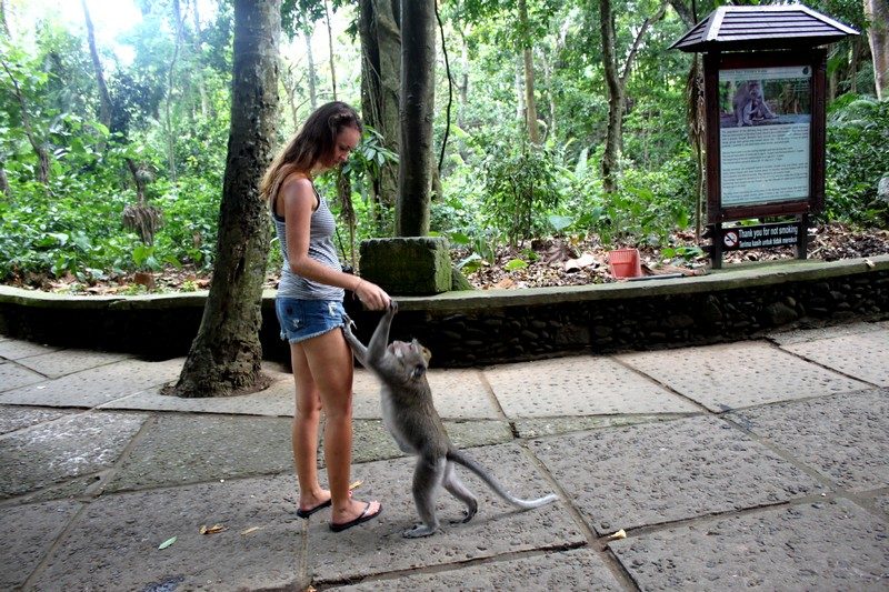 Feeding monkey