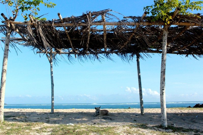 Lombok dog