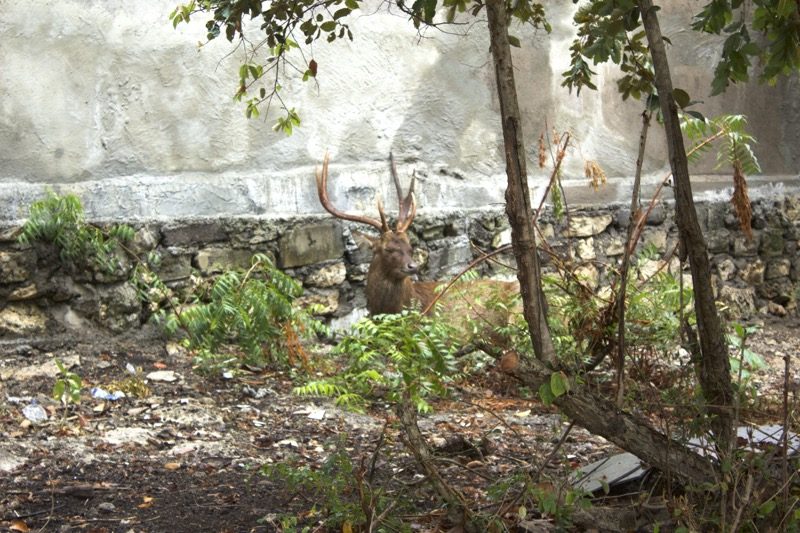 menjangan_deers