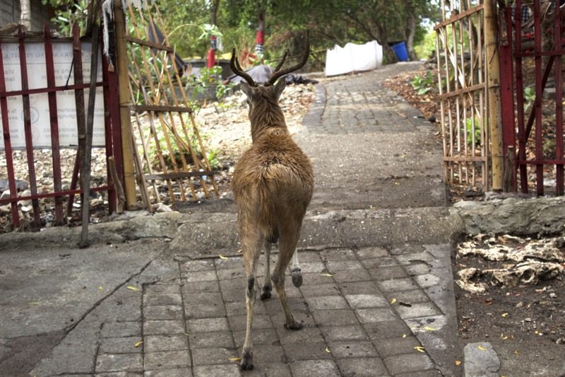 menjangan_deers2