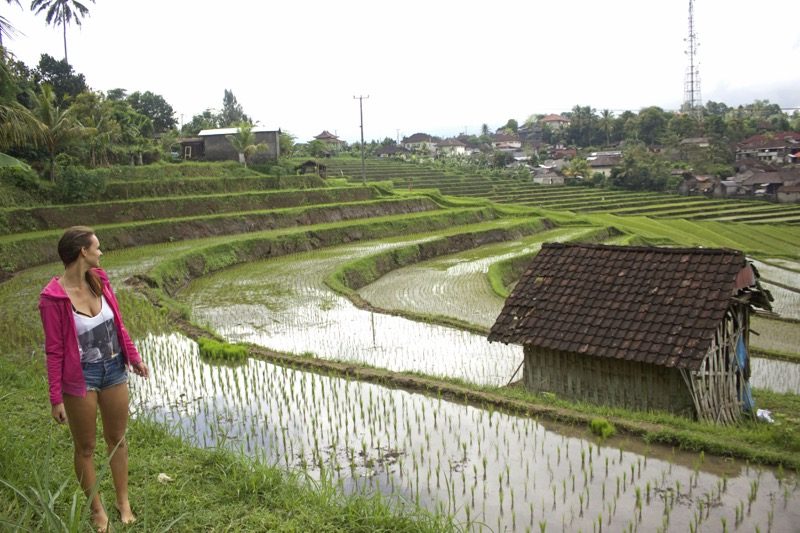 ryžové polia bali