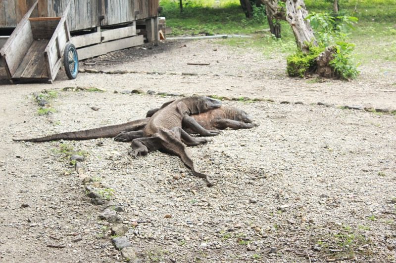 Varan komodský vo voľnej prírode